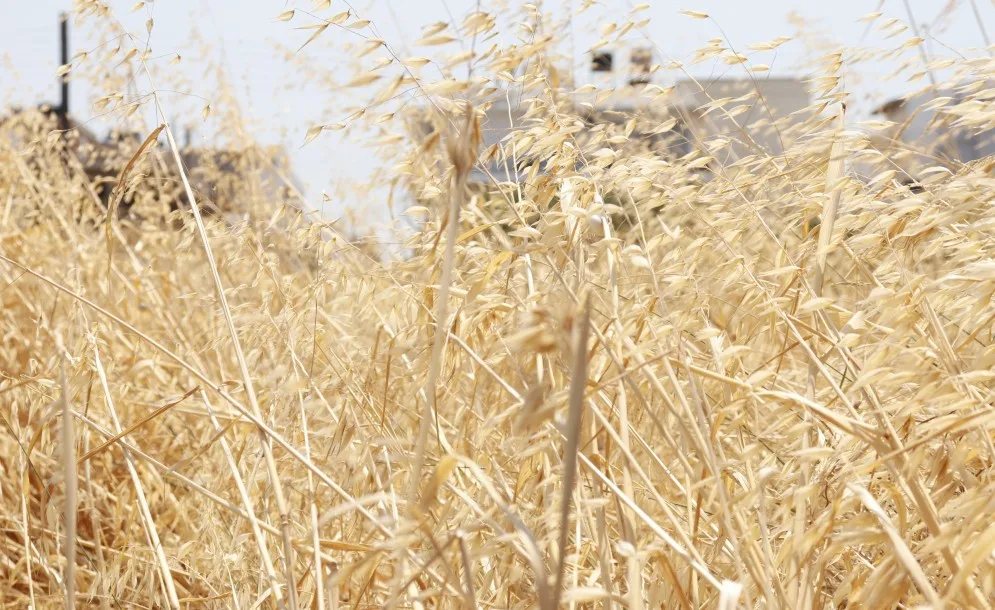 Ξερά χόρτα-Ξηρασία