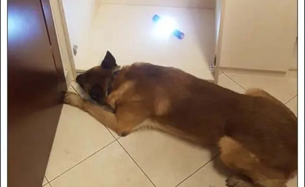 Ο σκύλος της αστυνομίας εντόπισε τα 6 κιλά κοκαΐνης