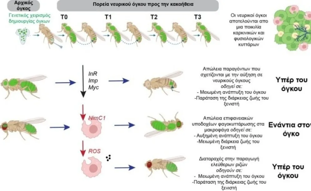 Νέα μελέτη αποκαλύπτει τον μηχανισμό με τον οποίο όγκοι του νευρικού συστήματος μετατρέπονται σε κακοήθεια